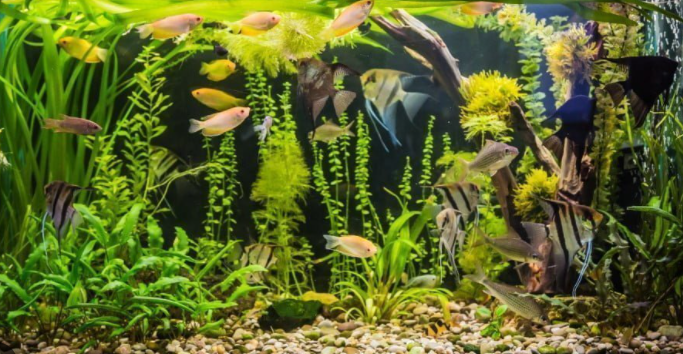 Akvarie dag på Åskolen